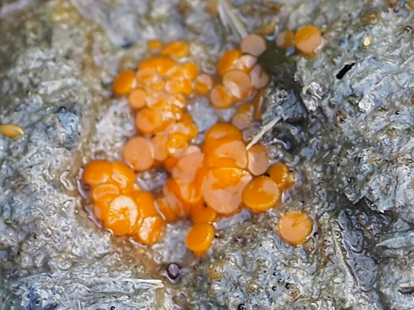 Photo © John Catterson Cheilymenia granulata by John Catterson